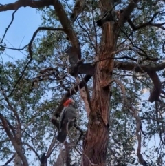 Callocephalon fimbriatum (Gang-gang Cockatoo) at Kambah, ACT - 6 Oct 2023 by HelenCross