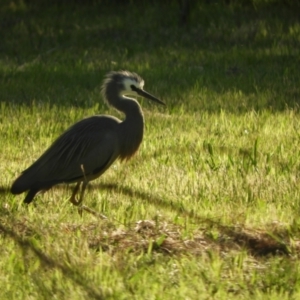 Egretta novaehollandiae at Murrumbateman, NSW - 6 Oct 2023