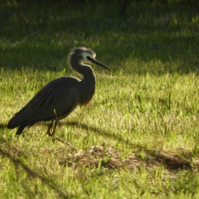 Egretta novaehollandiae (White-faced Heron) at Murrumbateman, NSW - 6 Oct 2023 by SimoneC