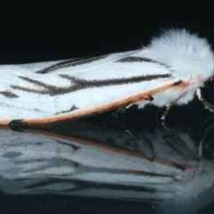 Aloa marginata (Donovan's Tiger Moth) at Ainslie, ACT - 27 Sep 2023 by jb2602