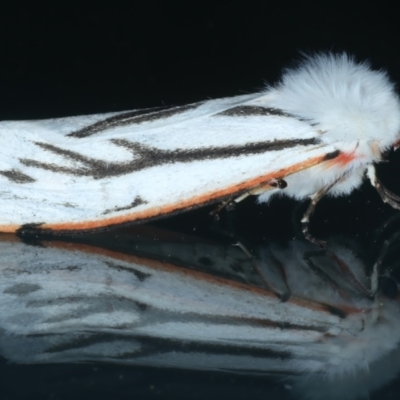 Paramsacta marginata (Donovan's Tiger Moth) at Ainslie, ACT - 27 Sep 2023 by jb2602