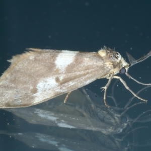 Anestia semiochrea at Ainslie, ACT - 25 Sep 2023