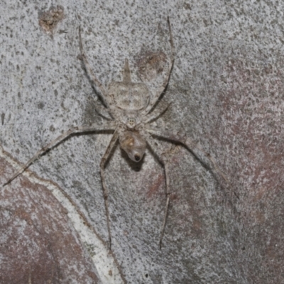 Tamopsis sp. (genus) (Two-tailed spider) at Fyshwick, ACT - 6 Oct 2023 by AlisonMilton