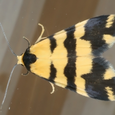 Thallarcha partita (Dark-banded Footman) at Ainslie, ACT - 27 Sep 2023 by jb2602