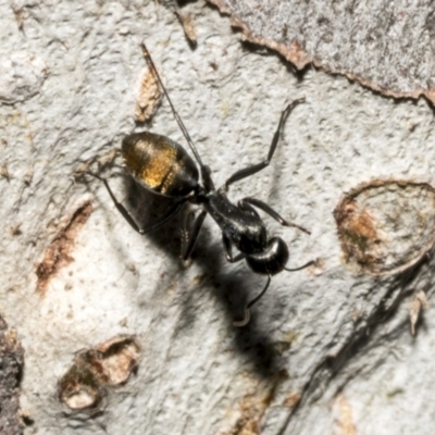 Camponotus aeneopilosus (A Golden-tailed sugar ant) at Fyshwick, ACT - 6 Oct 2023 by AlisonMilton