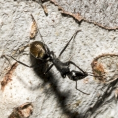 Camponotus aeneopilosus at Fyshwick, ACT - 6 Oct 2023 11:16 AM