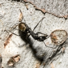 Camponotus aeneopilosus at Fyshwick, ACT - 6 Oct 2023 11:16 AM