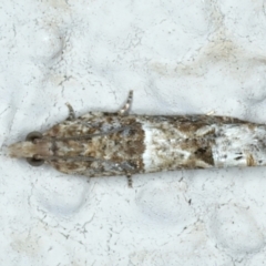 Crocidosema plebejana (Cotton Tipworm Moth) at Ainslie, ACT - 24 Sep 2023 by jb2602