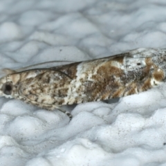 Crocidosema plebejana at Ainslie, ACT - 24 Sep 2023