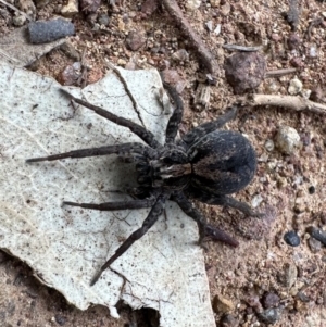 Venatrix sp. (genus) at Majura, ACT - 6 Oct 2023