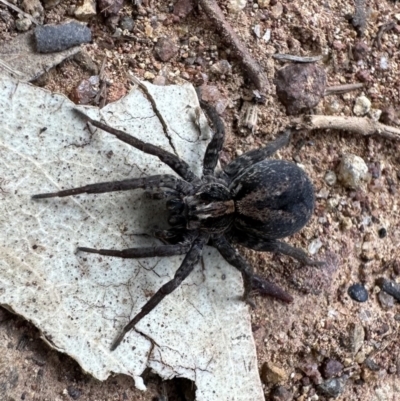 Venatrix sp. (genus) (Unidentified Venatrix wolf spider) at Majura, ACT - 6 Oct 2023 by Pirom