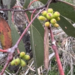 Eucalyptus pauciflora subsp. pauciflora at Majura, ACT - 6 Oct 2023