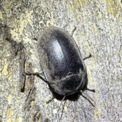 Pterohelaeus striatopunctatus (Darkling beetle) at Ainslie, ACT - 3 Oct 2023 by Pirom