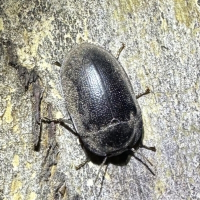 Pterohelaeus striatopunctatus (Darkling beetle) at Corroboree Park - 3 Oct 2023 by Pirom