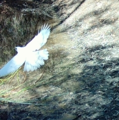 Tachyspiza novaehollandiae (Grey Goshawk) at Moruya, NSW - 6 Oct 2023 by LisaH