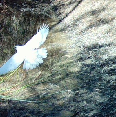 Tachyspiza novaehollandiae (Grey Goshawk) at Moruya, NSW - 6 Oct 2023 by LisaH