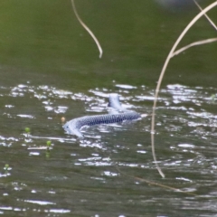 Pseudechis porphyriacus (Red-bellied Black Snake) at Charleys Forest, NSW - 6 Oct 2023 by LisaH