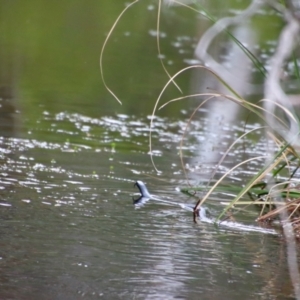 Pseudechis porphyriacus at Charleys Forest, NSW - 6 Oct 2023