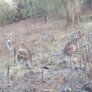 Macropus giganteus at Lyons, ACT - 6 Oct 2023