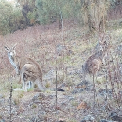 Macropus giganteus (Eastern Grey Kangaroo) at Oakey Hill - 6 Oct 2023 by John.Butcher