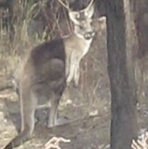 Macropus giganteus at Lyons, ACT - 6 Oct 2023