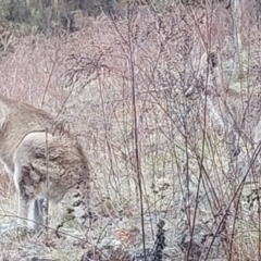 Macropus giganteus at Lyons, ACT - 6 Oct 2023