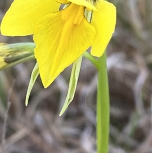 Diuris amabilis at suppressed - 3 Oct 2023