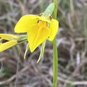 Diuris amabilis at suppressed - 3 Oct 2023