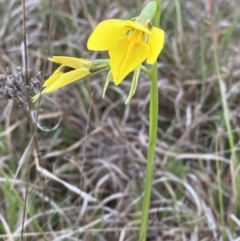 Diuris amabilis at suppressed - 3 Oct 2023