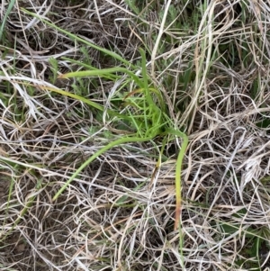 Eryngium ovinum at Bungendore, NSW - 3 Oct 2023