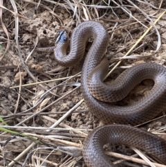Parasuta flagellum (Little Whip-snake) at Bungendore, NSW - 2 Oct 2023 by Tapirlord