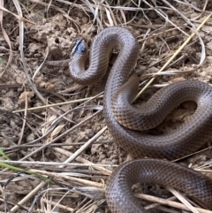 Parasuta flagellum (Little Whip-snake) at Bungendore, NSW - 3 Oct 2023 by Tapirlord