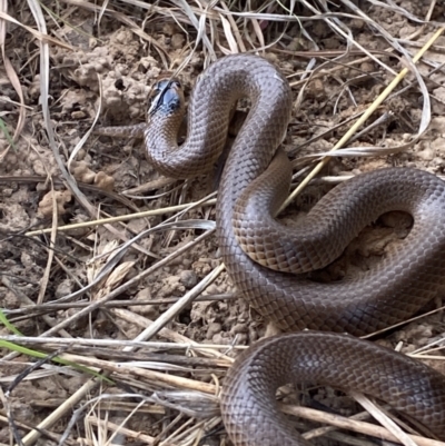 Parasuta flagellum (Little Whip-snake) at Bungendore, NSW - 2 Oct 2023 by Tapirlord