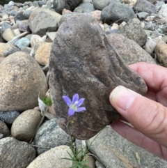 Wahlenbergia gracilis (Australian Bluebell) at Berremangra, NSW - 3 Oct 2023 by SimoneC