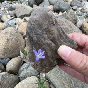 Wahlenbergia gracilis at Berremangra, NSW - 3 Oct 2023