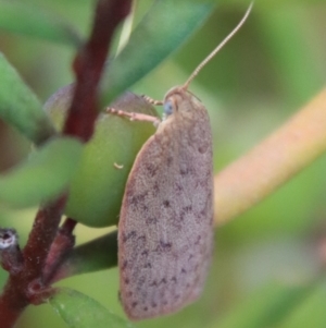 Garrha repandula at Mongarlowe, NSW - suppressed