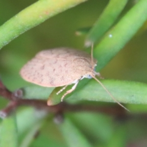 Garrha repandula at Mongarlowe, NSW - suppressed