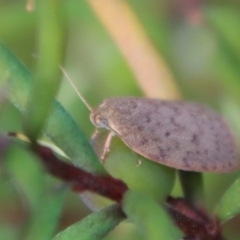 Garrha repandula at Mongarlowe, NSW - suppressed