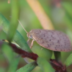 Garrha repandula at Mongarlowe, NSW - suppressed