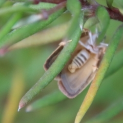 Garrha repandula at Mongarlowe, NSW - suppressed