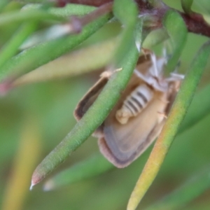 Garrha repandula at Mongarlowe, NSW - suppressed