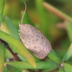 Garrha repandula at Mongarlowe, NSW - suppressed