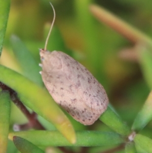 Garrha repandula at Mongarlowe, NSW - suppressed