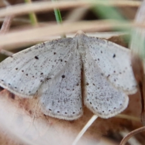 Taxeotis exsectaria at Mongarlowe, NSW - 6 Oct 2023