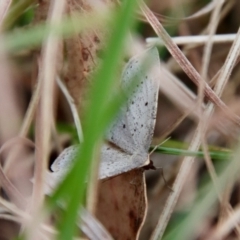 Taxeotis exsectaria at Mongarlowe, NSW - 6 Oct 2023