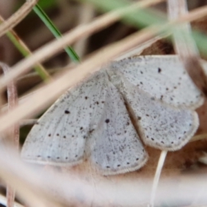 Taxeotis exsectaria at Mongarlowe, NSW - 6 Oct 2023