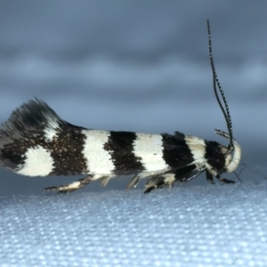 Macrobathra platychroa at Hackett, ACT - 3 Oct 2023 08:03 PM