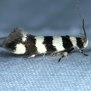 Macrobathra platychroa at Hackett, ACT - 3 Oct 2023 08:03 PM