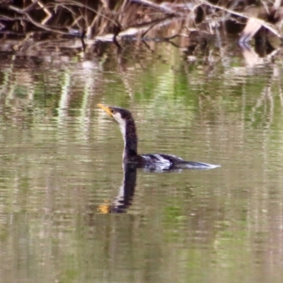 Microcarbo melanoleucos (Little Pied Cormorant) at Mongarlowe River - 6 Oct 2023 by LisaH