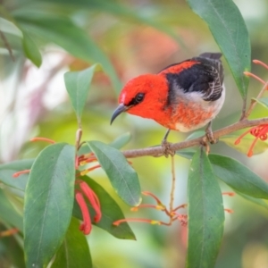 Myzomela sanguinolenta at Acton, ACT - 6 Oct 2023